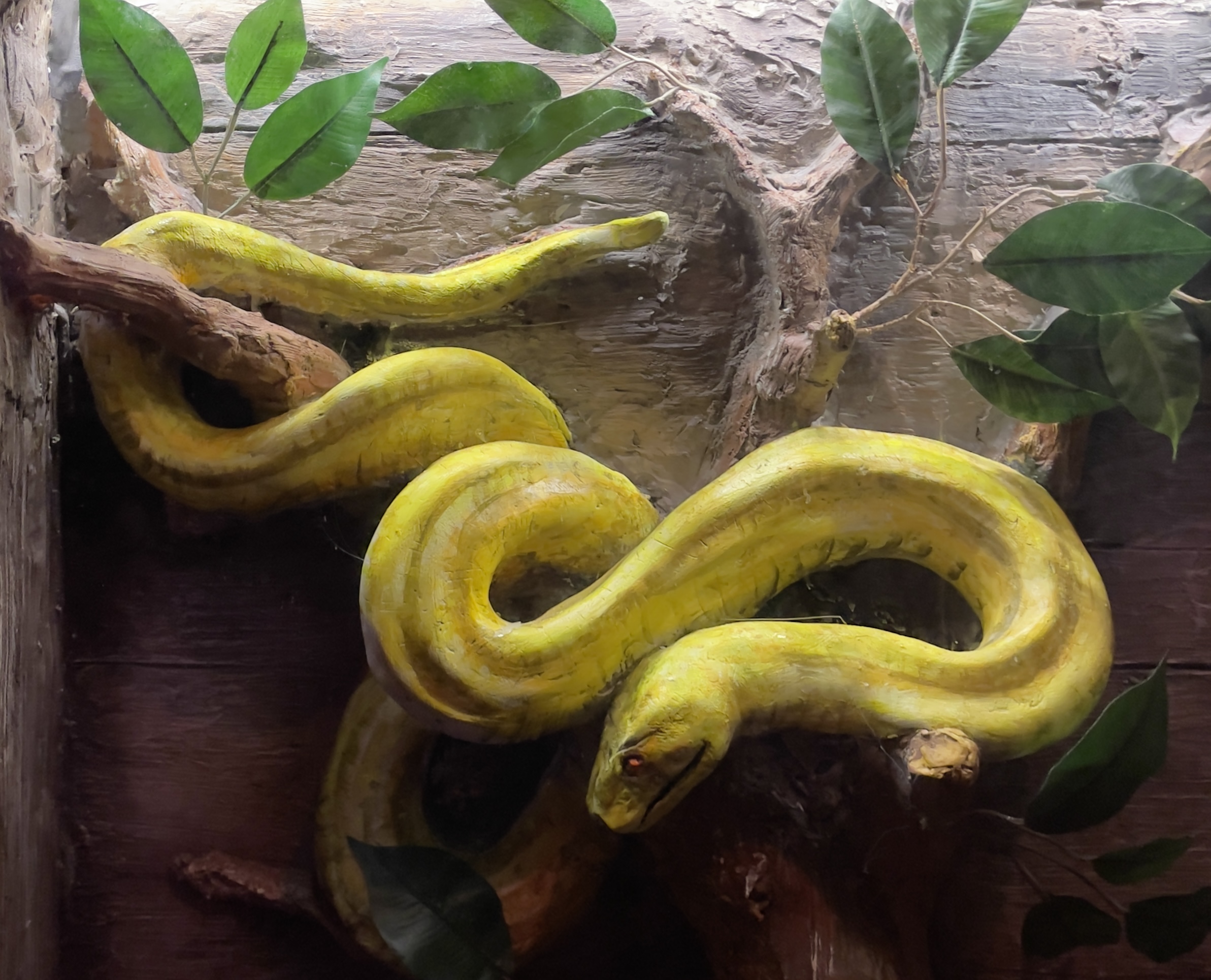 A snake coils around a branch in a display at Casa Bonita.