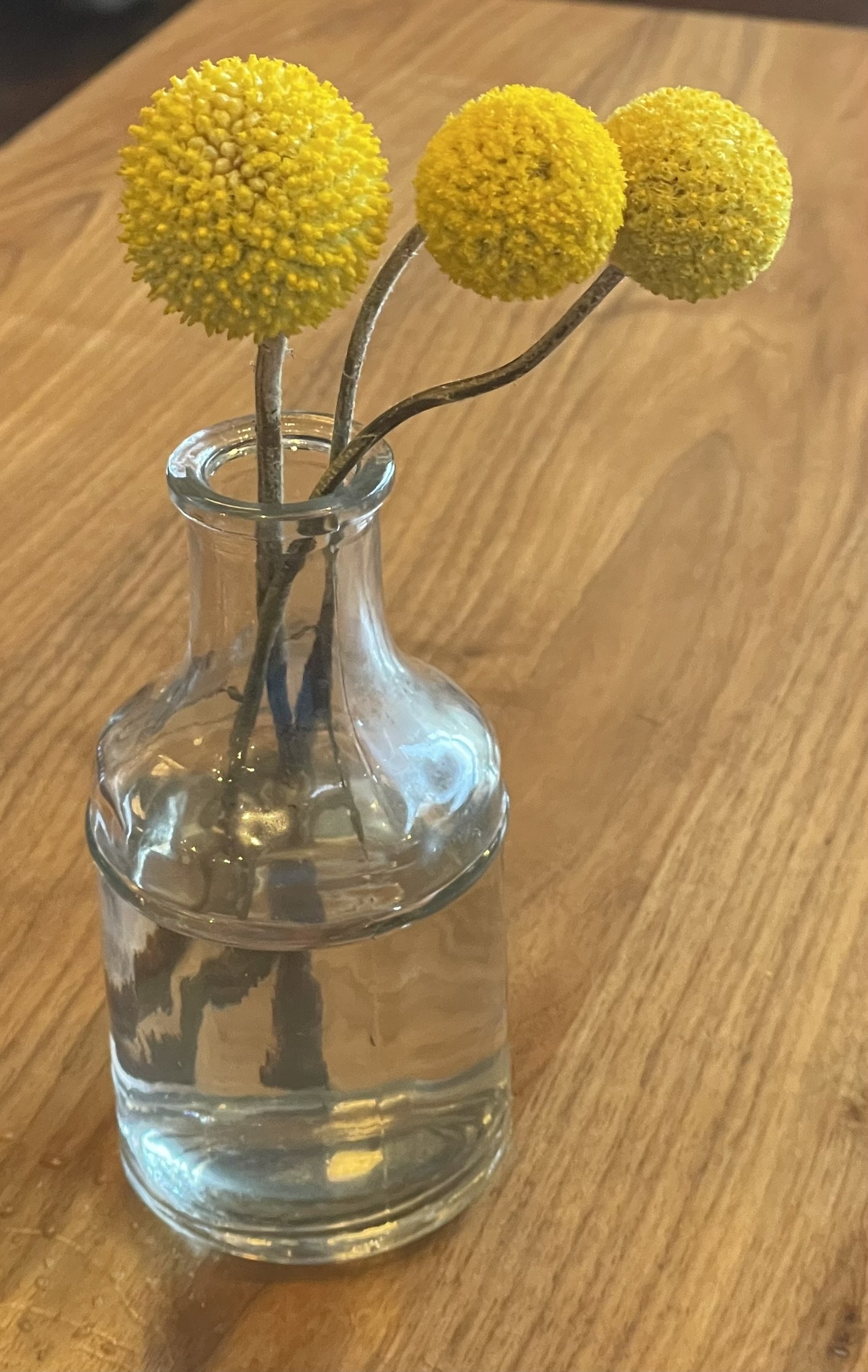 Billy Button flowers (Craspedia) in a vase on a table at Oquirrh restaurant